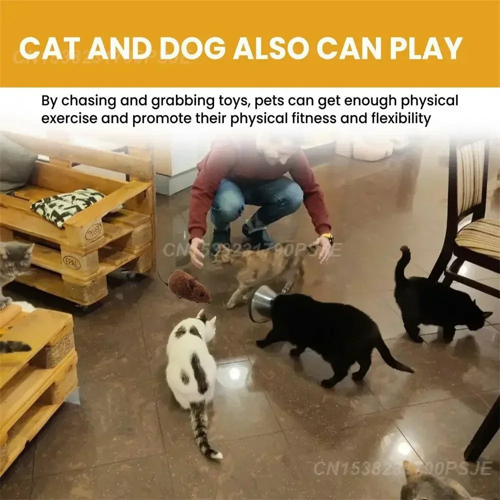 Cat and dog playing together while chasing toys for physical exercise and fitness.