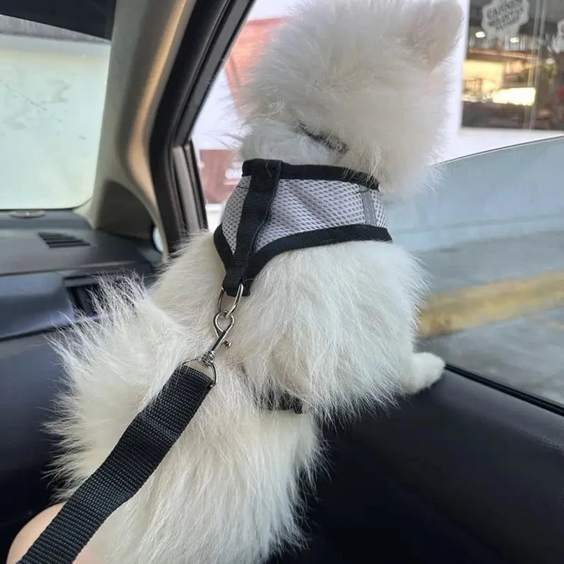 Adjustable Dog & Cat Car Seat Belt for Safety keeping a fluffy white dog secure in a car.