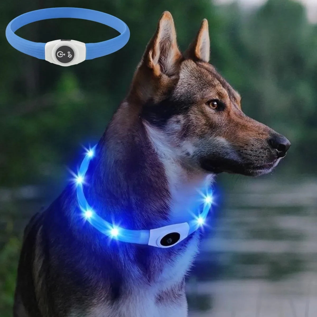 Waterproof LED Luminous USB Dog Collar illuminating a dog's neck, providing visibility for nighttime walks.